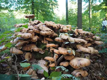 Vagevuurbos an Lippensgoed-Bulskampveld (Belgium)